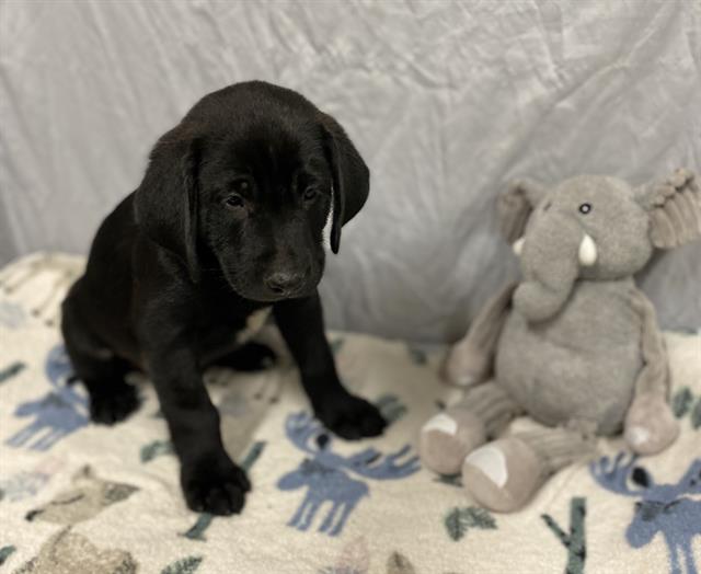 adoptable Dog in Modesto, CA named *HEATH
