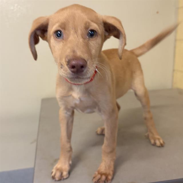 adoptable Dog in Modesto, CA named *ODIE