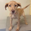adoptable Dog in  named *ODIE