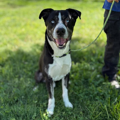 picture of the dog needing adoption