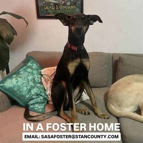 GIBSON - Doberman Pinscher available for adoption