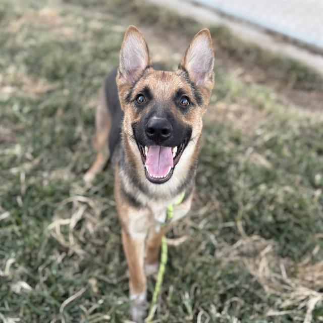 Aqua