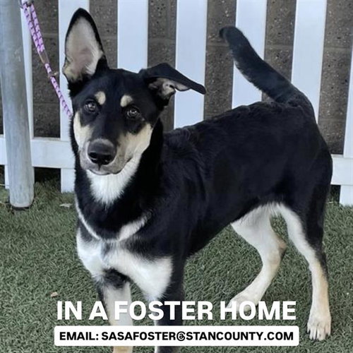 DALLAS - German Shepherd Dog available for adoption