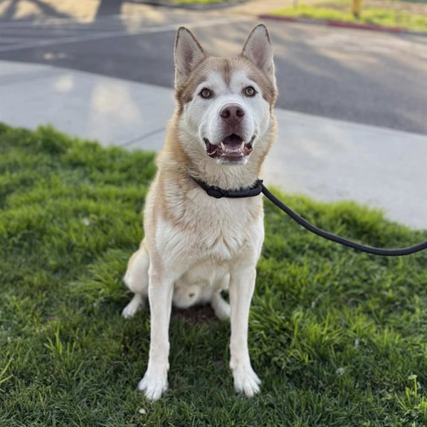 *RUFUS