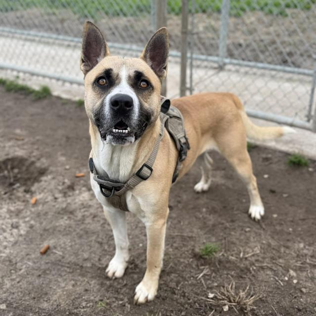 TAZ