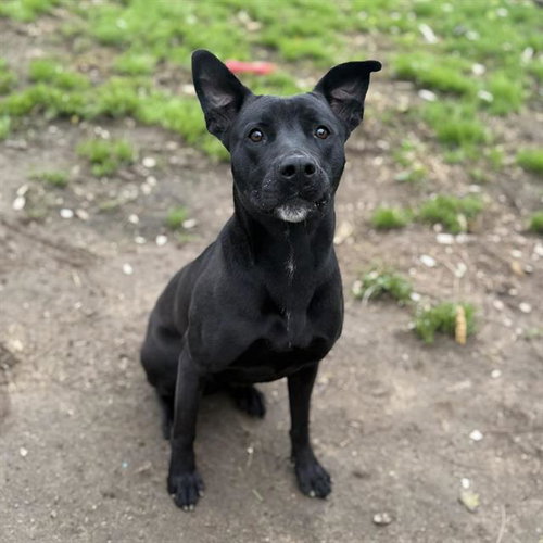 picture of the dog needing adoption