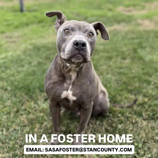 Willow - Pit Bull Terrier