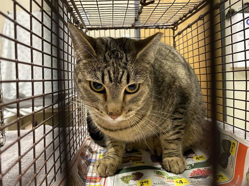 picture of the cat needing adoption