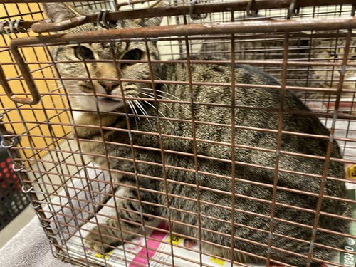 picture of the cat needing adoption