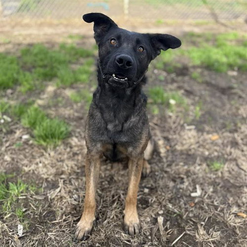 picture of the dog needing adoption