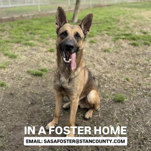 picture of the dog needing adoption