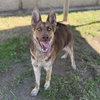 GINGER - Photo 1