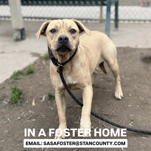picture of the dog needing adoption