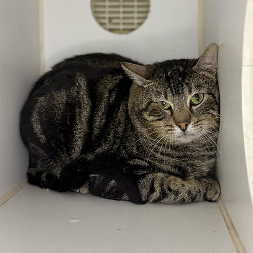 picture of the cat needing adoption