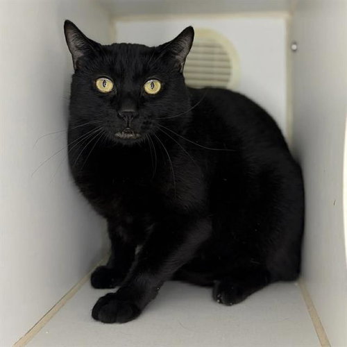 picture of the cat needing adoption