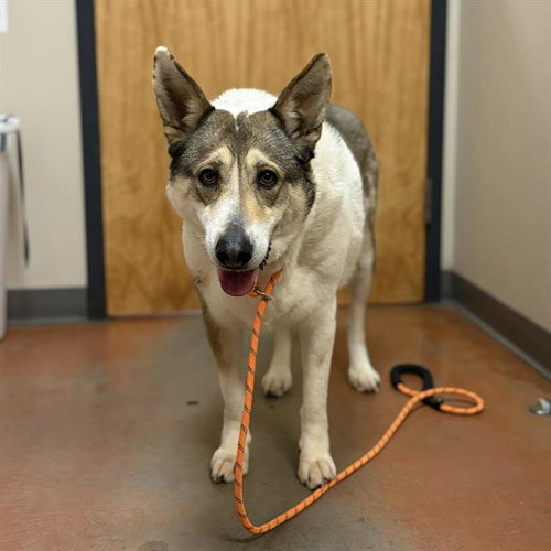 picture of the dog needing adoption