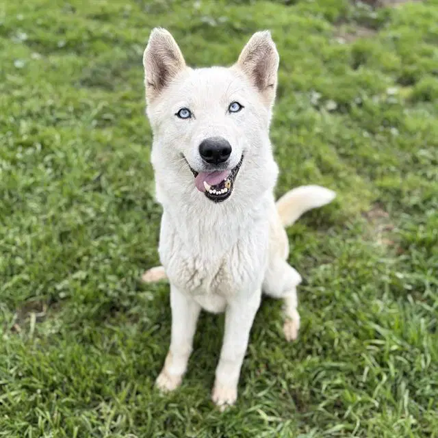 Dani - Siberian Husky