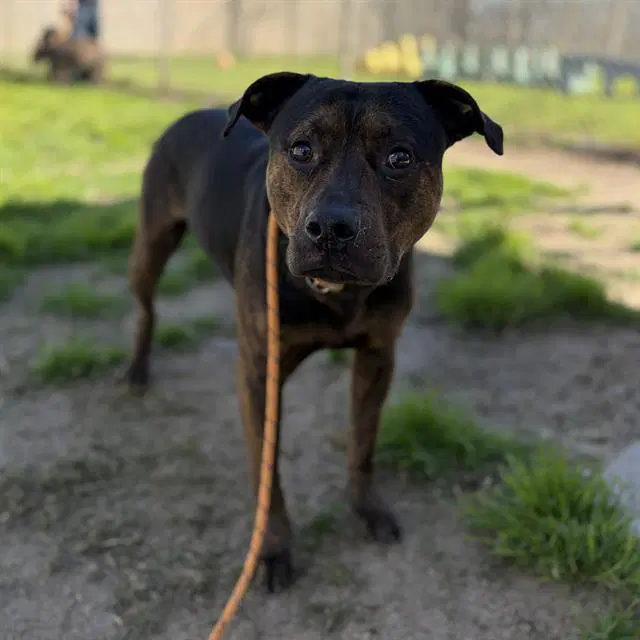Vlad - Pit Bull Terrier