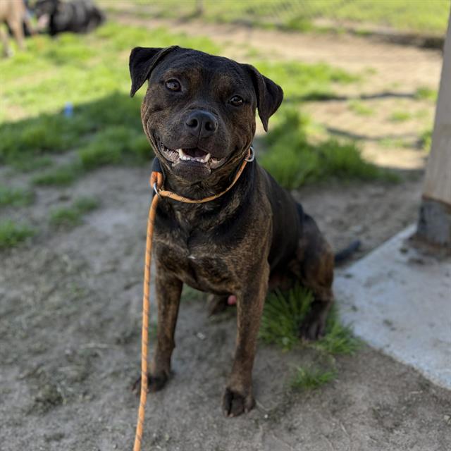 Pit Bull