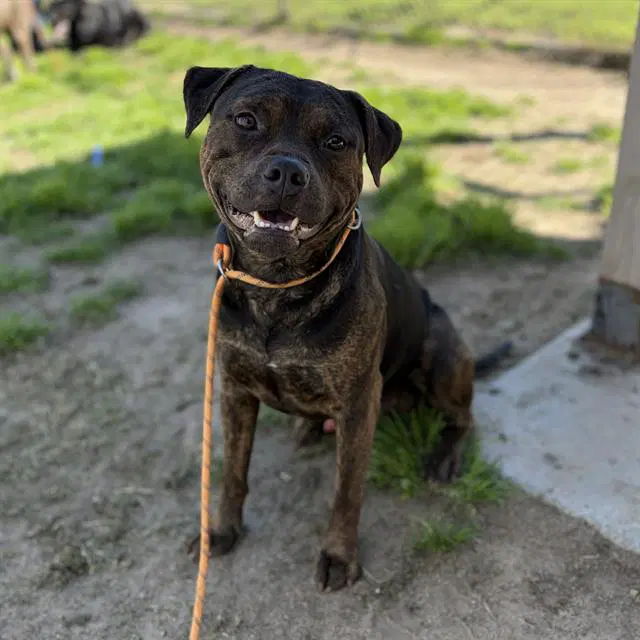 Mali - Pit Bull Terrier