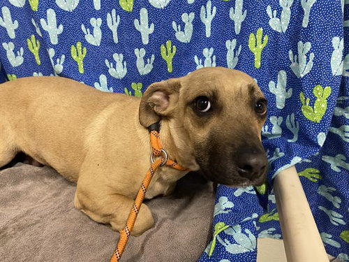 *LOUIS, an adoptable Chihuahua in Modesto, CA