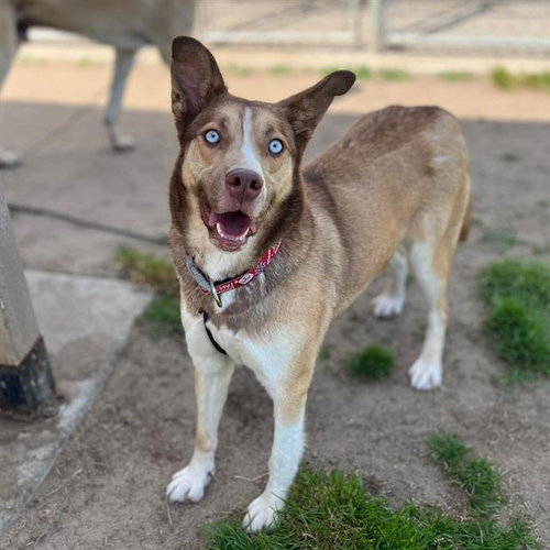 *XENA, an adoptable Siberian Husky in Modesto, CA