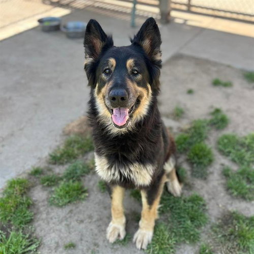 *FREYA, an adoptable German Shepherd Dog in Modesto, CA