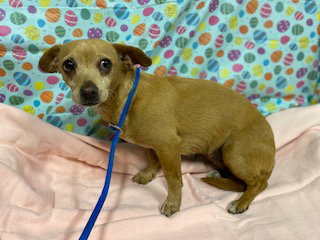 A608301, an adoptable Chihuahua in Modesto, CA