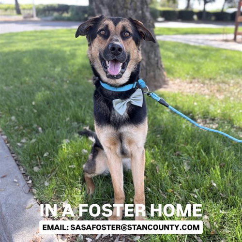RUBEN, an adoptable German Shepherd Dog in Modesto, CA