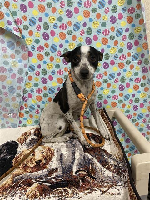 A608404, an adoptable Chihuahua in Modesto, CA