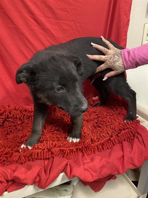 *TROOPER, an adoptable Akita in Modesto, CA