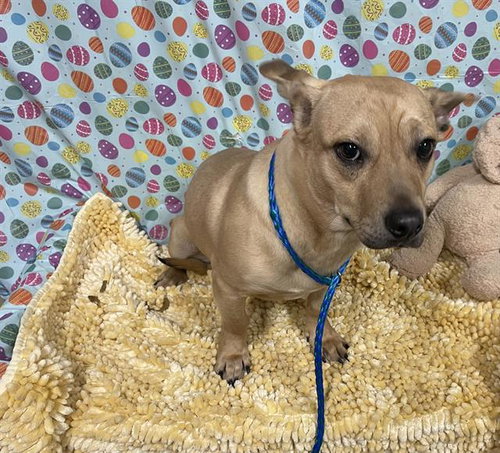 BOBO, an adoptable Chihuahua in Modesto, CA
