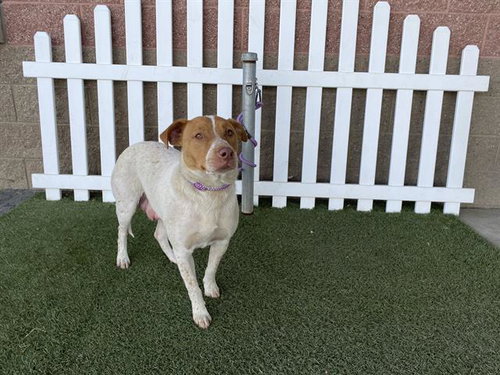 *LULU, an adoptable Queensland Heeler in Modesto, CA
