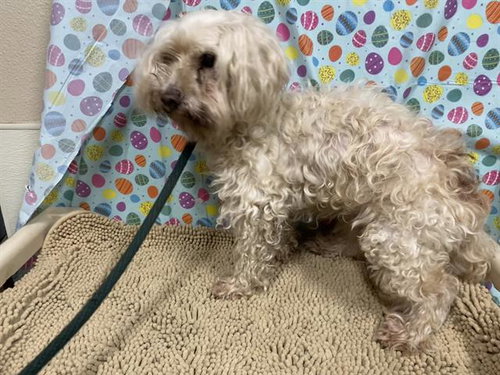A608471, an adoptable Poodle in Modesto, CA