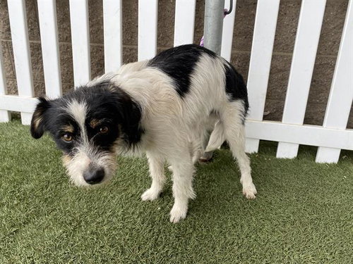 *PHOENIX, an adoptable Parson Russell Terrier in Modesto, CA