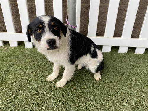 *PRISSY, an adoptable Parson Russell Terrier in Modesto, CA