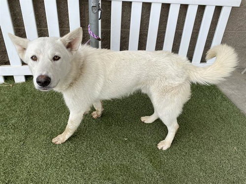 *ABE, an adoptable German Shepherd Dog in Modesto, CA