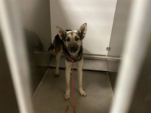 *APPLE, an adoptable German Shepherd Dog in Modesto, CA