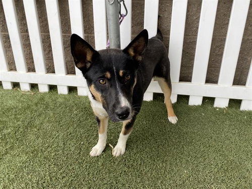 *ANGIE, an adoptable Australian Cattle Dog in Modesto, CA