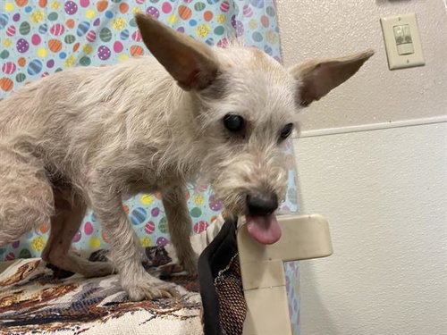 OLLIE, an adoptable Miniature Schnauzer in Modesto, CA