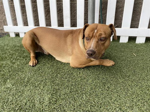 *DUDE, an adoptable Pit Bull Terrier in Modesto, CA
