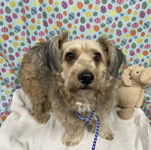 *FIFI, an adoptable Maltese in Modesto, CA