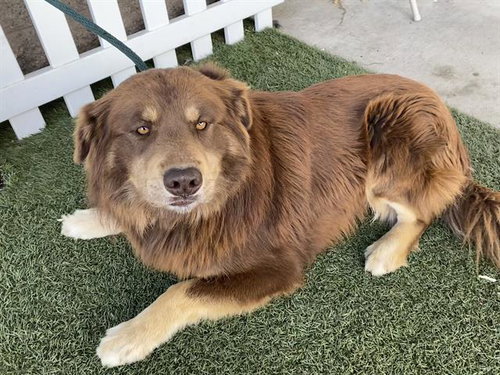 *CARMELLO, an adoptable Australian Shepherd in Modesto, CA