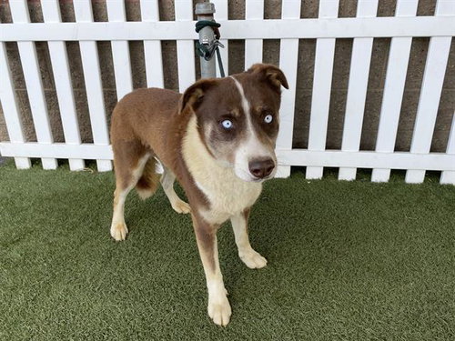 *MARS, an adoptable Border Collie in Modesto, CA