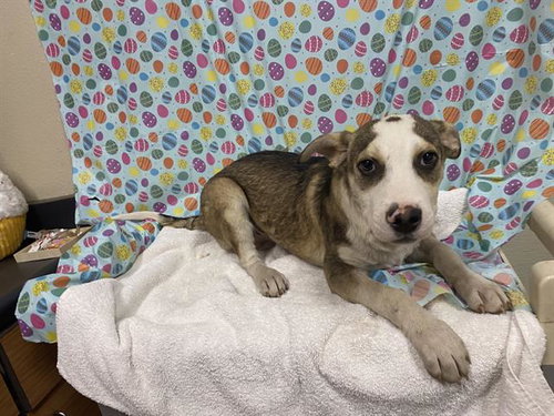 A608636, an adoptable Pit Bull Terrier in Modesto, CA
