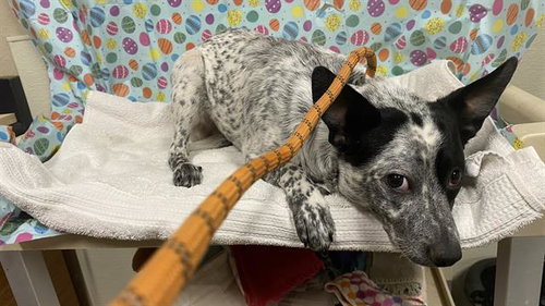 A608643, an adoptable Queensland Heeler in Modesto, CA