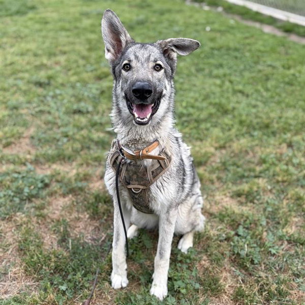 ZEUS