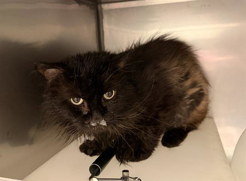 *NEVILLE, Adult Domestic Long Hair (medium coat), cat for adoption in Oakley, California