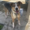 BUSTER - Photo 1