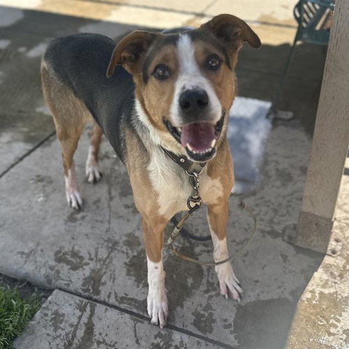 BUSTER - Black and Tan Coonhound / German Shepherd Dog available for adoption